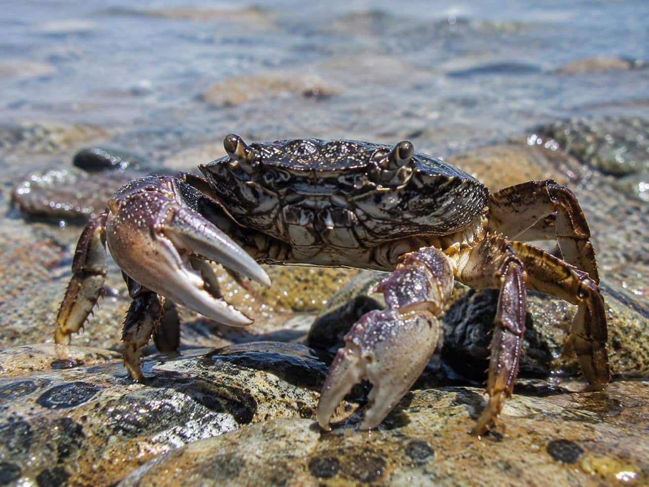 why do crabs walk sideways