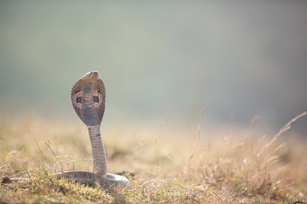 most dangerous snakes in the world