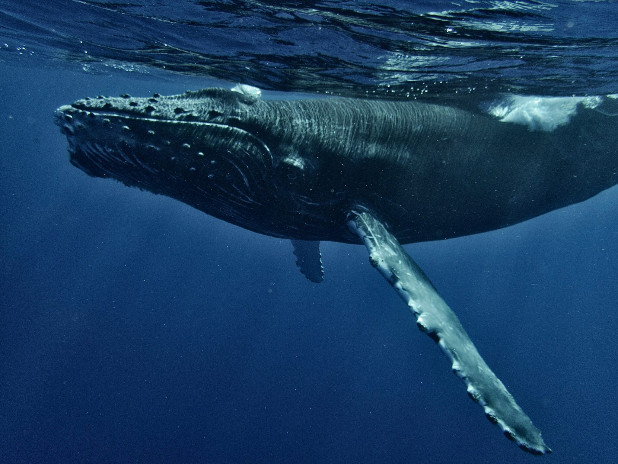 humpback whale record migration 2026