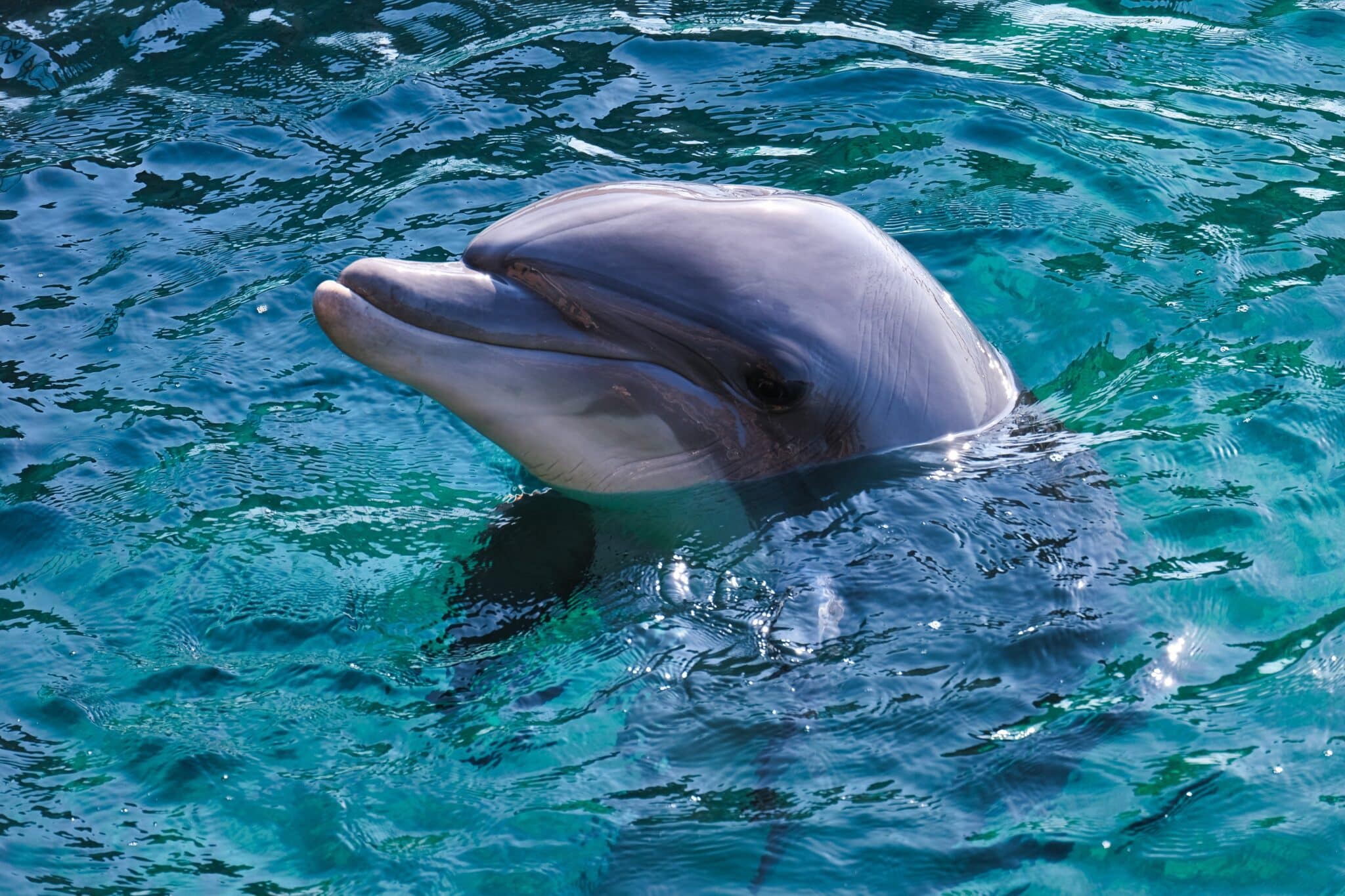 Gerald dolphin Florida man viral story