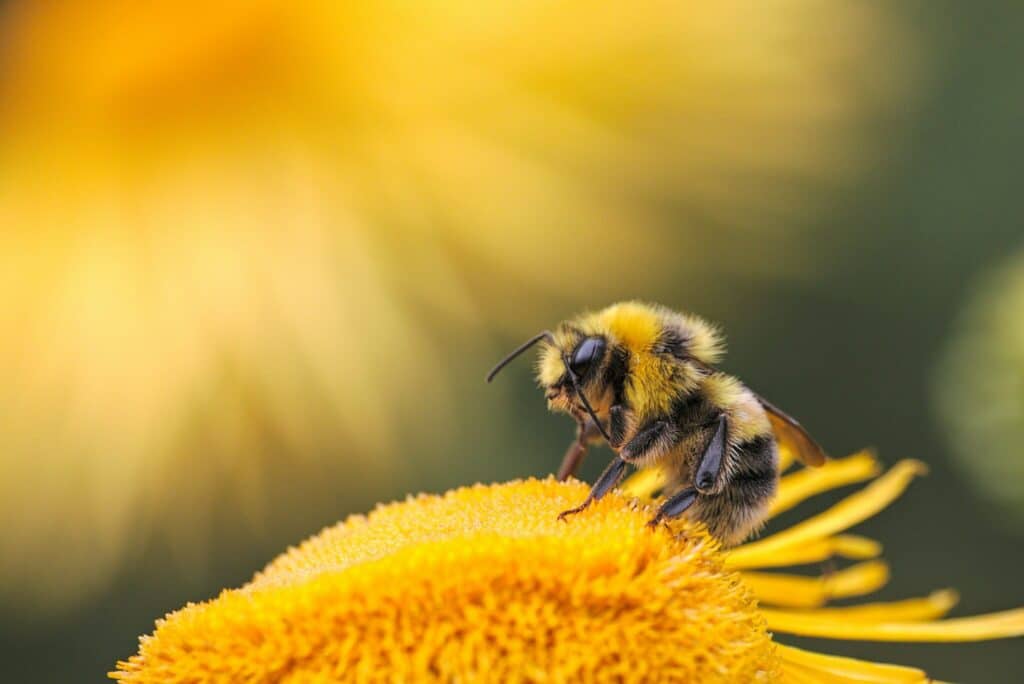 Ground Nesting Bees: 5.5 Million Shockingly Hidden in a NY Cemetery