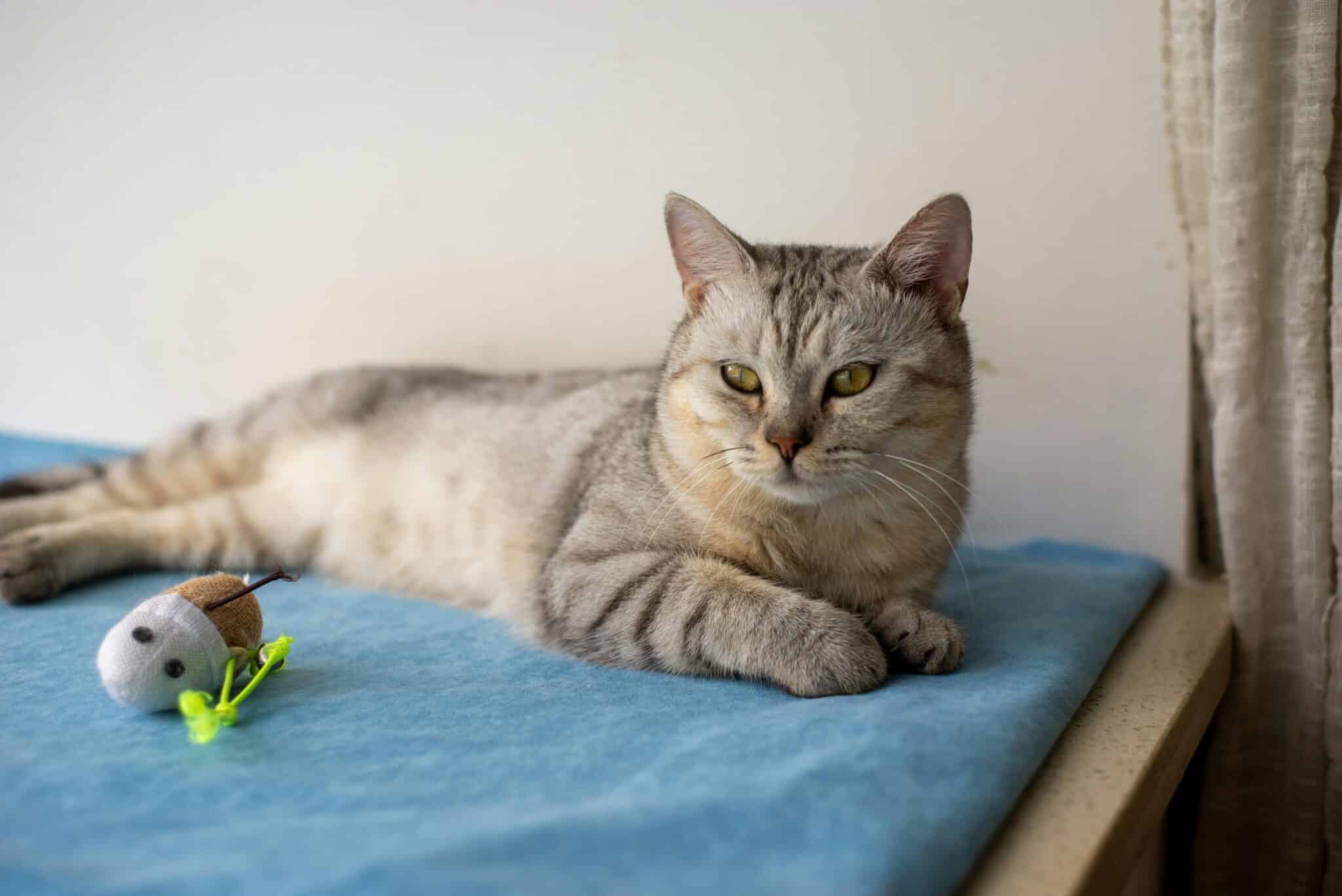 cat depression symptoms