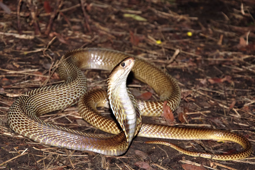  most dangerous snakes in the world