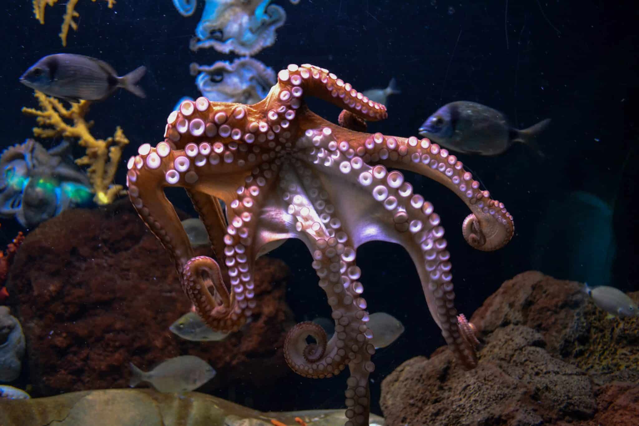octopus-intelligence-mirror-study