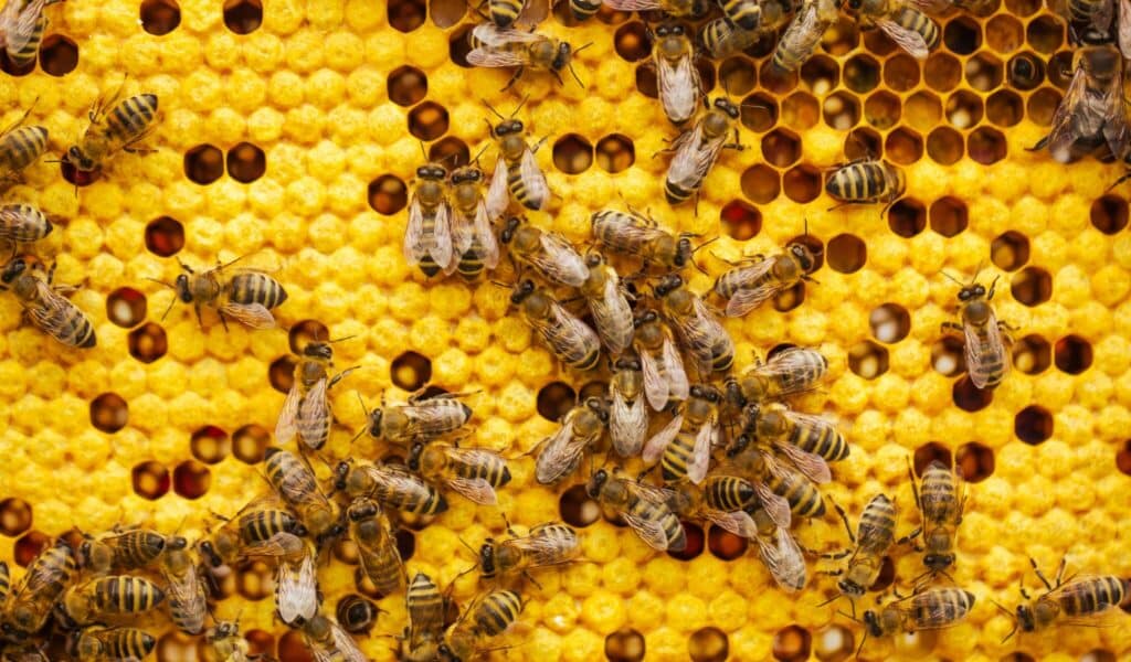 ground nesting bees